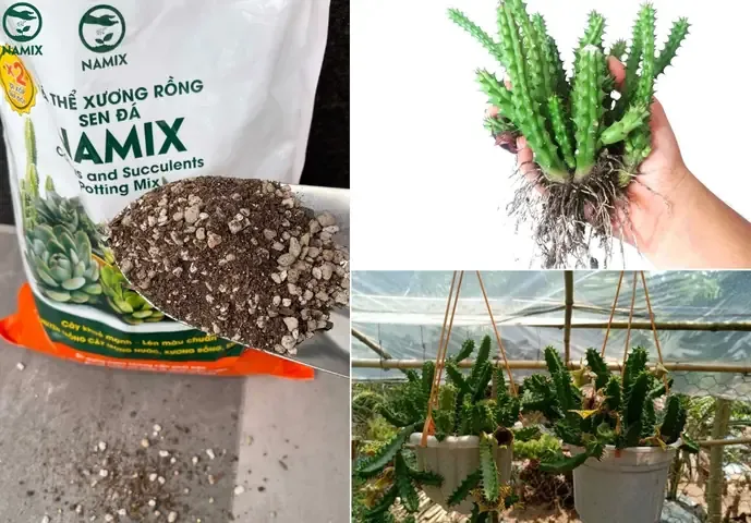 Cây hoa sao biển con vừa nảy mầm trên khay ươm