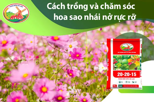Cảnh trồng hoa sao nhái nở rộ