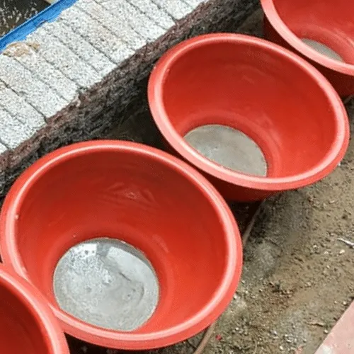 Lựa chọn chậu trồng sen phù hợp với kỹ thuật và cách trồng sen hiệu quả