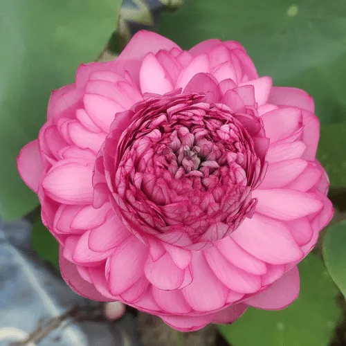 Hoa sen ngàn cánh S1000 rực rỡ, giống sen quý hiếm cho người yêu cách trồng sen