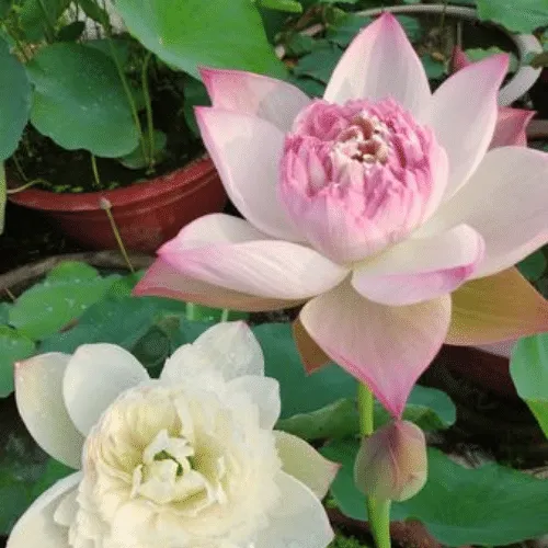 Hoa sen Super với cánh hoa màu hồng thiên thanh khi mới nở, hướng dẫn cách trồng sen