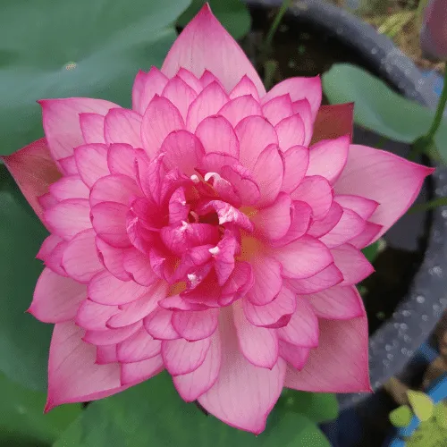 Sen Red Rosy với nhụy lớn và màu sắc đỏ hồng phong phú, kỹ thuật cách trồng sen