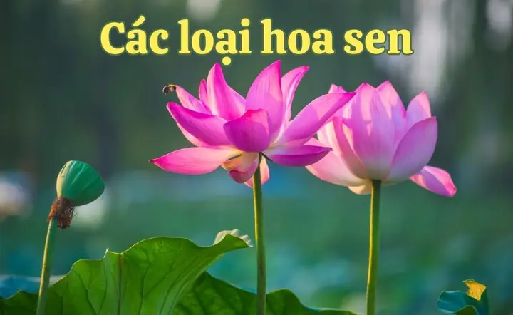 Cách Trồng Hoa Sen Bách Diệp: Cẩm Nang Toàn Diện Từ A-Z