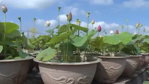 Hé Lộ Cách Trồng Sen Trong Chậu Chum Tròn Tại Nhà Cực Đơn Giản