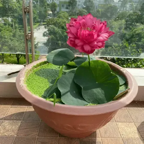 Hé Lộ Cách Trồng Sen Trong Chậu Chum Tròn Tại Nhà Cực Đơn Giản