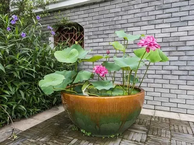 Hé Lộ Cách Trồng Sen Trong Chậu Chum Tròn Tại Nhà Cực Đơn Giản