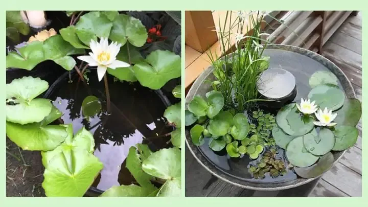 Bể cảnh mini trồng hoa súng và các loại cây thủy sinh đẹp mắt