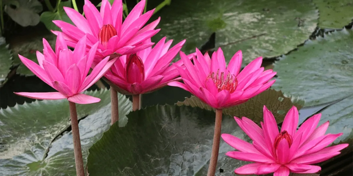 Củ Hoa Súng Khỏe Mạnh Sau Khi Trồng