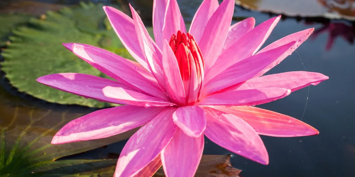 Kỹ Thuật Đặt Củ Nghiêng Khi Trồng