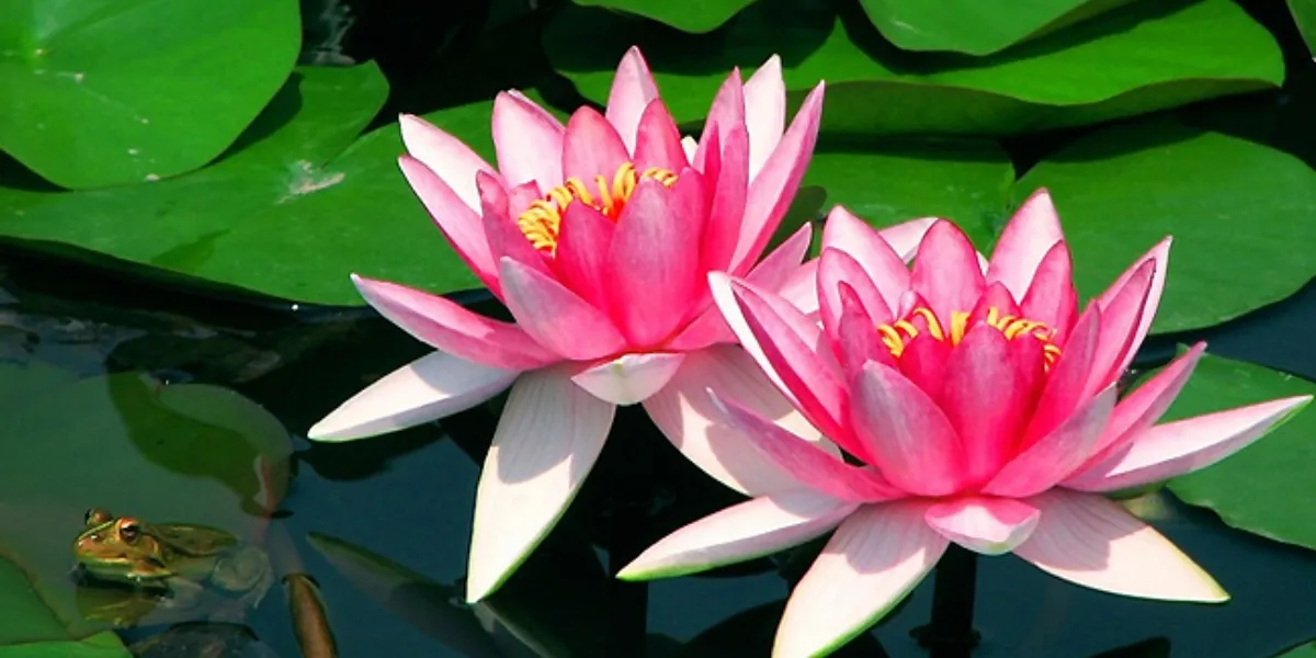 Trồng Hoa Súng Trong Chum Sành