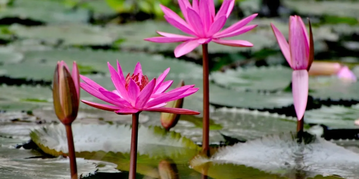 Cách Trồng Hoa Súng Trong Chậu Đơn Giản, Ra Hoa Quanh Năm