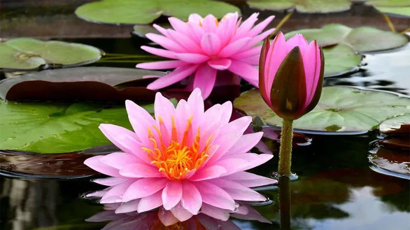 Hoa súng nhiệt đới Việt Nam thường có màu hồng đậm, cánh hoa xếp nhiều lớp bao quanh nhụy vàng