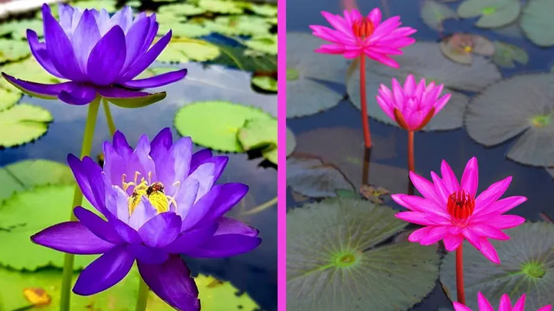 Bông súng là loài cây ưa ấm và ưa ẩm, cần nhiệt độ và ánh sáng thích hợp để ra hoa