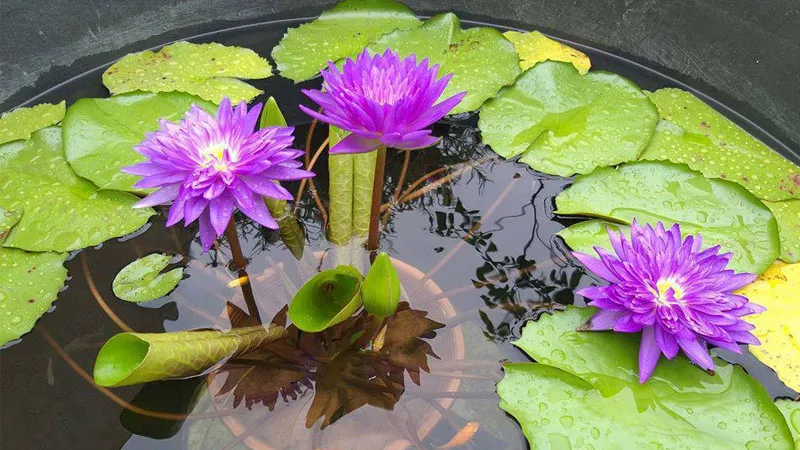 Hoa súng giống Thái Lan King of Siam với màu sắc rực rỡ và kích thước hoa lớn