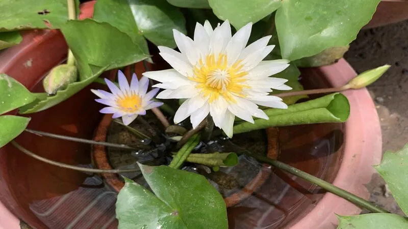 Hoa súng trắng tượng trưng cho sự trang nhã và thuần khiết trong không gian sống