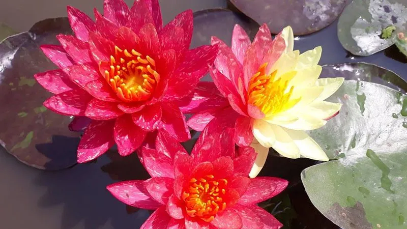 Giống hoa Wan Siam độc đáo, tạo điểm nhấn nổi bật cho chậu kiểng