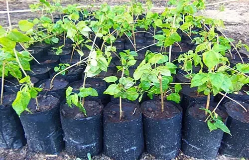 Nụ hoa thiên lý tươi non dùng trong ẩm thực