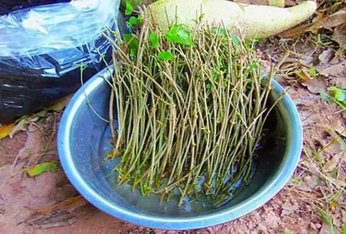 Cành hoa thiên lý bánh tẻ đã được xử lý sẵn sàng để giâm