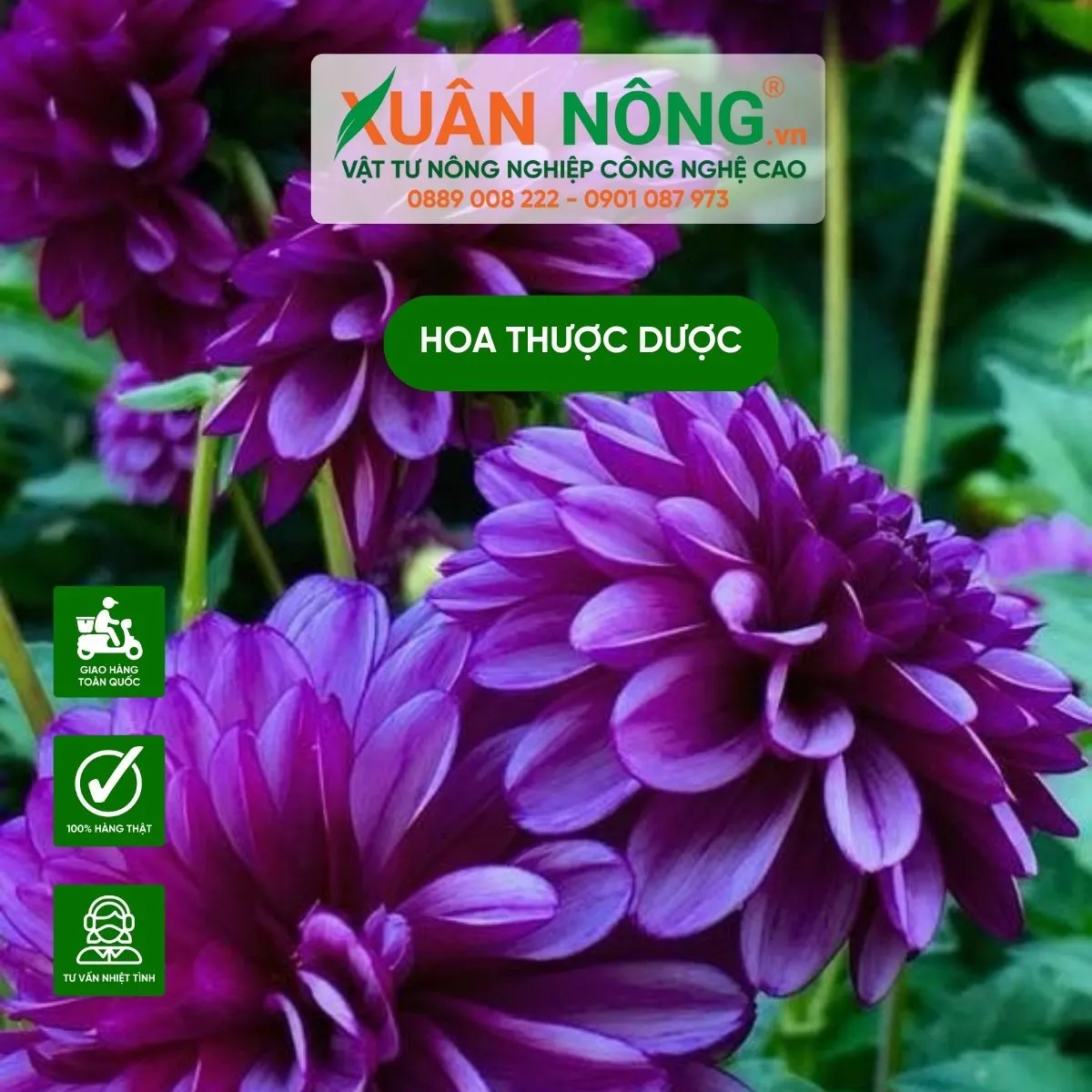 Kinh nghiệm trồng hoa thược dược bằng củ cho người mới bắt đầu