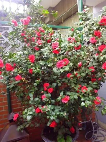 Cây hoa trà mi đang ra hoa rực rỡ trong chậu thích hợp với điều kiện miền Nam