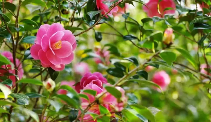 Kỹ thuật tưới nước và chăm sóc bộ rễ cẩn thận giúp hoa trà mi khỏe mạnh