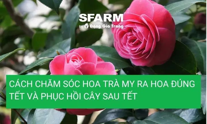 Người trồng đang chăm sóc và tỉa cành để hoa trà mi ra hoa đẹp đúng dịp lễ Tết