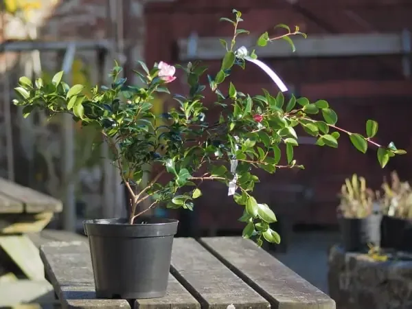 Bước 3: Tiến Hành Gieo Hạt Trồng Hoa Trà