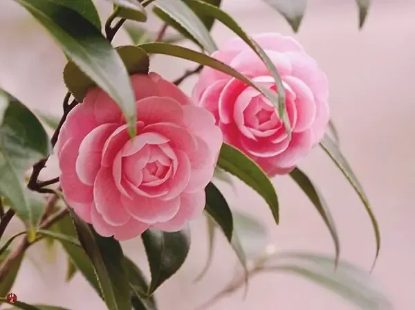 Chuẩn Bị Trước Khi Gieo Hạt Trồng Hoa Trà