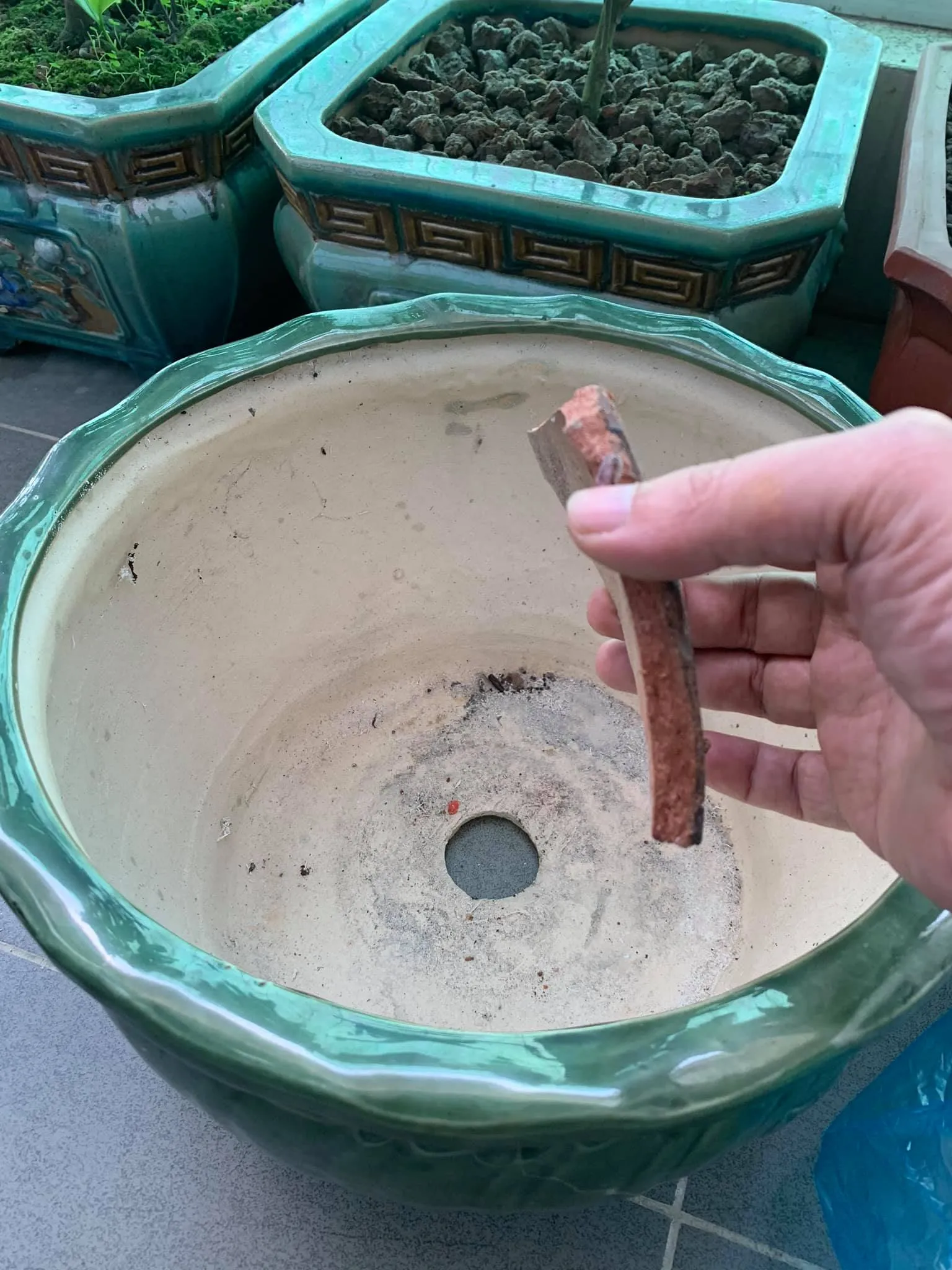 Sử dụng mảnh chậu vỡ để ngăn đất bít lỗ thoát nước, giúp rễ trà my khỏe mạnh