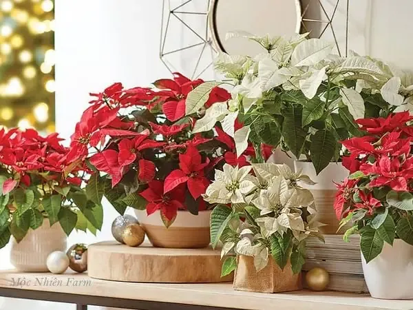 Hướng dẫn chăm sóc để hoa trang đỏ nở rộ và bền màu