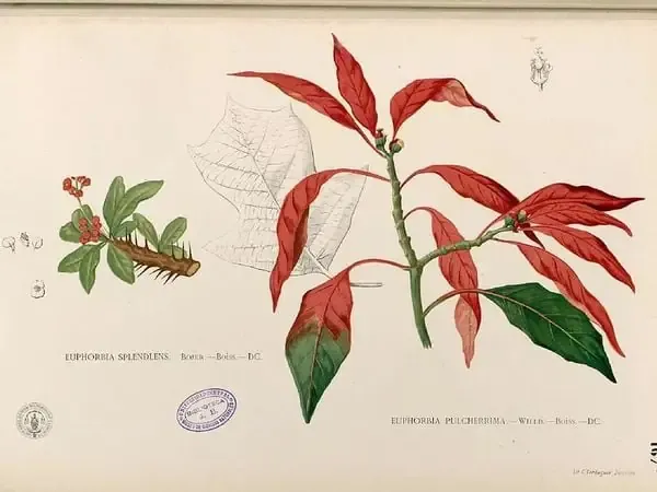 Lợi ích phong thủy của hoa trạng nguyên trong không gian sống