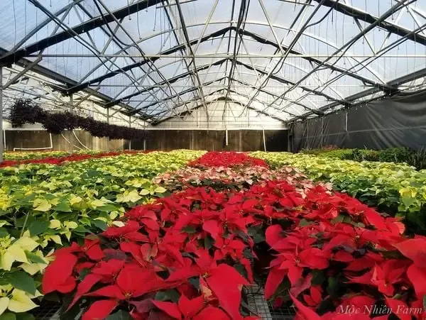 Lưu ý quan trọng khi bắt đầu cách trồng hoa trang đỏ