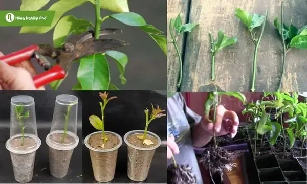 Trồng Hoa Treo Tường Bằng Phương Pháp Giâm Cành