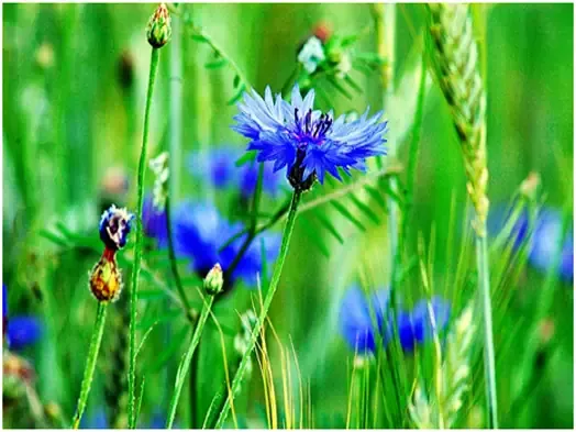 Quy trình giâm cành và nhân giống hoa trúc mai xanh hiệu quả