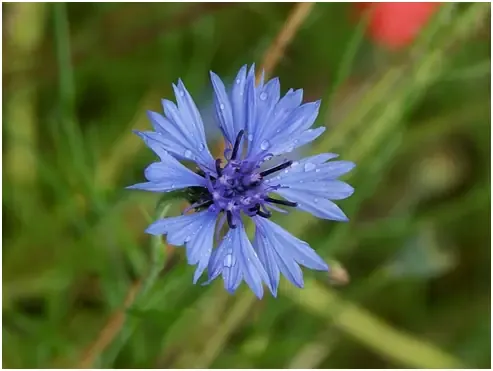 Hướng dẫn tưới nước và chăm sóc hoa trúc mai xanh đúng cách