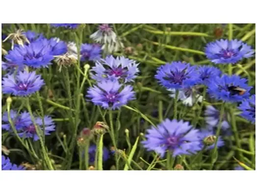 Cây hoa trúc mai xanh khỏe mạnh, đang ra hoa trong chậu cảnh