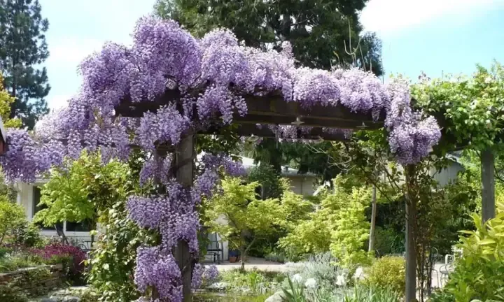 Cây hoa tử đằng Wisteria đang được giâm cành sau khi cắt vát