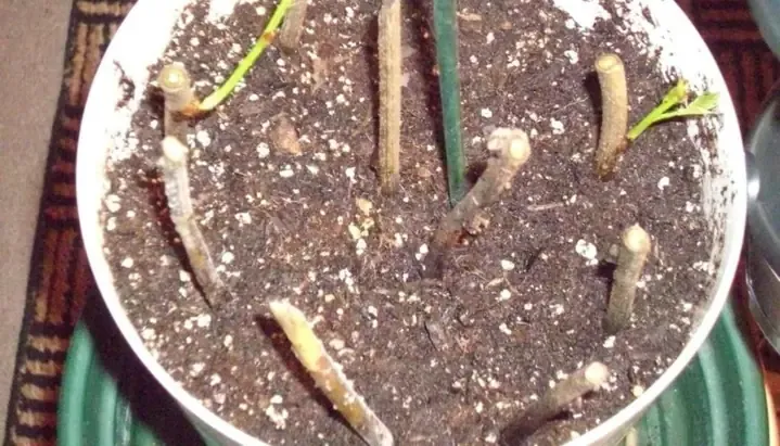 Cận cảnh cành giâm hoa tử đằng đã ra rễ và chồi non