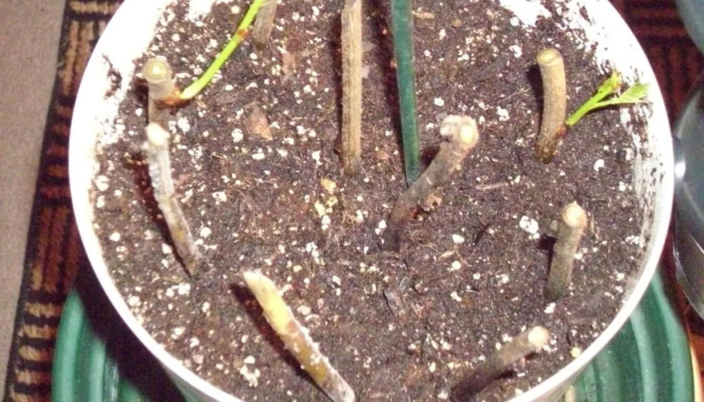 Cận cảnh cách trồng tử đằng bằng giâm cành non để cây ra rễ nhanh