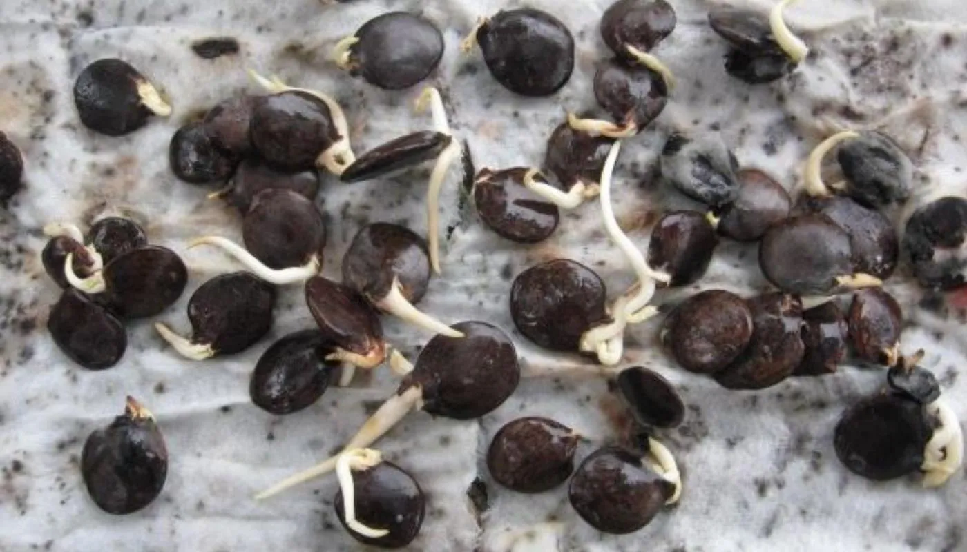 Kỹ thuật gieo hạt tử đằng đơn giản để nhân giống cây Wisteria