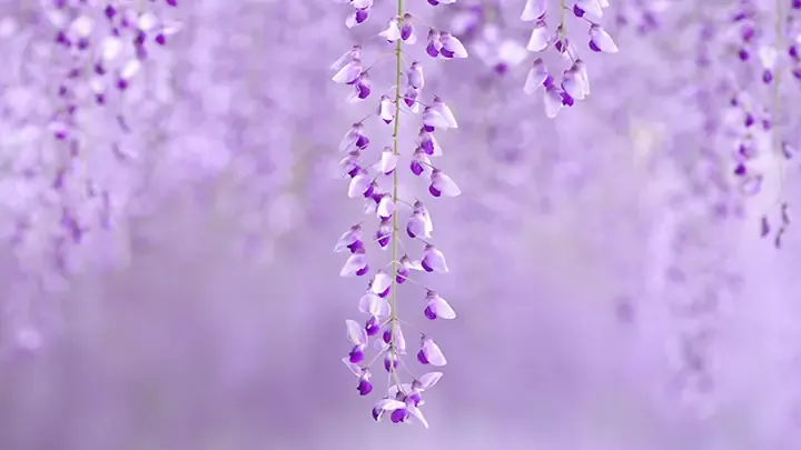 Chân dung nghệ thuật hoa tử đằng bonsai tím biếc cách trồng hoa tử đằng bonsai