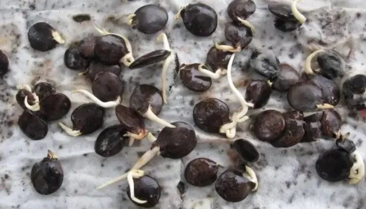 Hạt giống hoa tử đằng và quá trình nảy mầm cơ bản