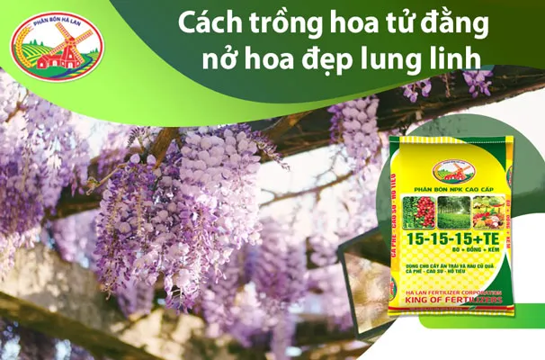 Giàn hoa tử đằng nở rộ màu tím lãng mạn, minh họa cách trồng tử đằng thành công