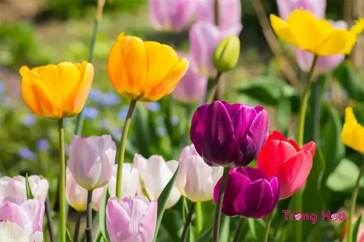 Các bước gieo hạt hoa tulip, thể hiện các dụng cụ cần thiết cho việc trồng