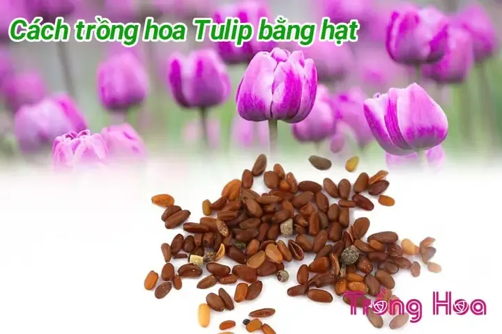 Tiến hành gieo hạt trồng hoa tulip đúng kỹ thuật trong chậu ươm