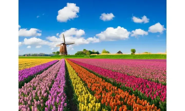 Kỹ thuật thủy canh hoa tulip trong bình cổ hẹp