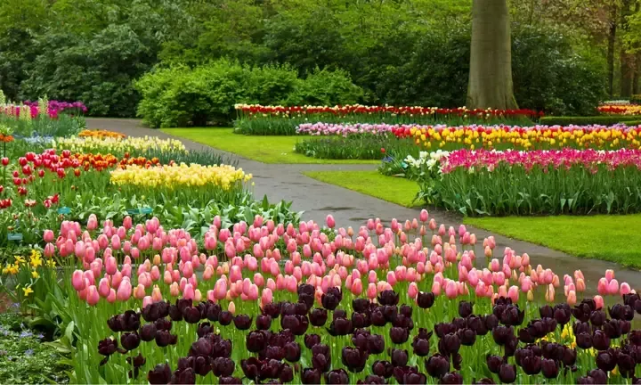 Hoa tulip rực rỡ với màu sắc độc đáo sau khi trồng thủy sinh