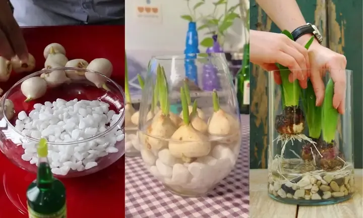 Lưu ý quan trọng khi chăm sóc rễ củ tulip thủy sinh