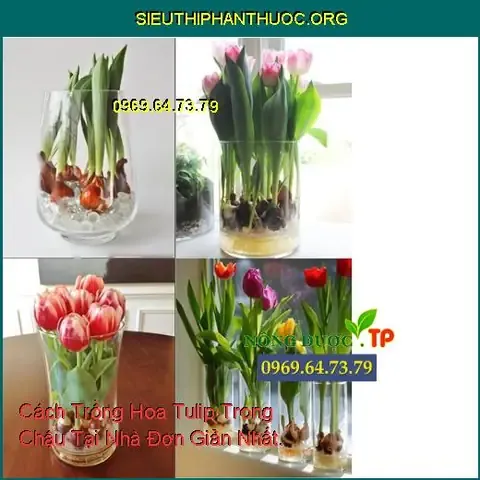 Phương pháp chăm sóc chậu hoa tulip