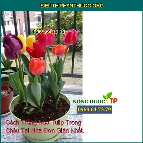 Phương pháp chăm sóc chậu hoa tulip